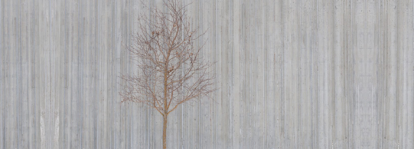 Tree in front of the Clyfford Still Museum in the snow