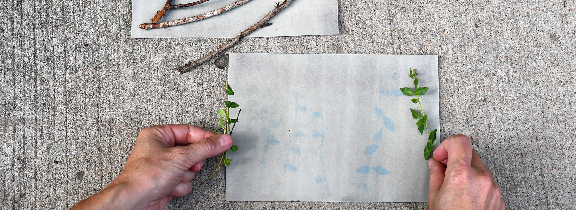 A person makes sun prints on special paper with leaves and sticks on a concrete background