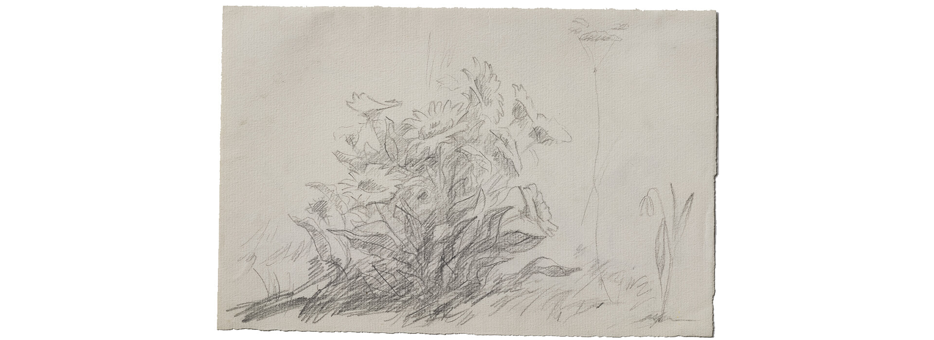 Graphite on paper sketch of wild sunflowers