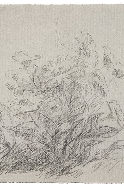 Graphite on paper sketch of wild sunflowers